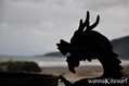 photo de kite