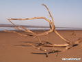 photo de kite
